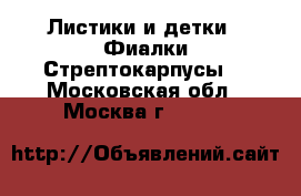 Листики и детки - Фиалки,Стрептокарпусы  - Московская обл., Москва г.  »    